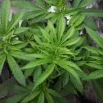 IGM SEEDS GROW