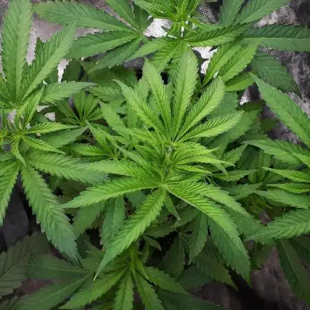 IGM SEEDS GROW