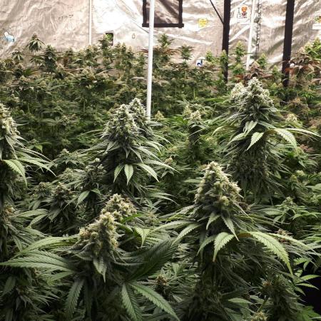 34 street seeds PINK KUSH