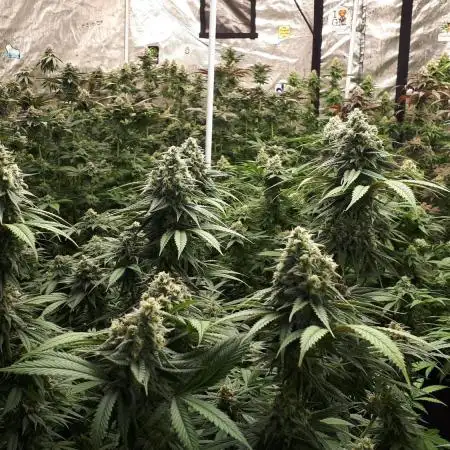 34 street seeds PINK KUSH