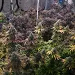 IGM (COLORS BY CULTIVAR)