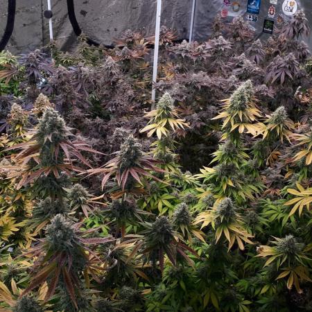 IGM (COLORS BY CULTIVAR)