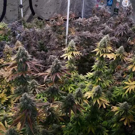 IGM (COLORS BY CULTIVAR)