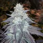Seedsman seeds peyote wifi CBD