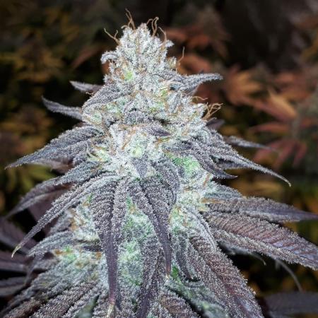 Seedsman seeds peyote wifi CBD
