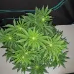 SUPERNATURAL SEEDS GROW