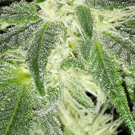 IGM SEEDS. GRAPE OCTANE