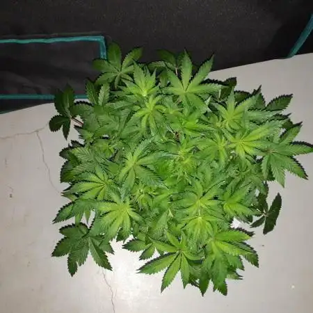 IGM GROW (PHYLOS)