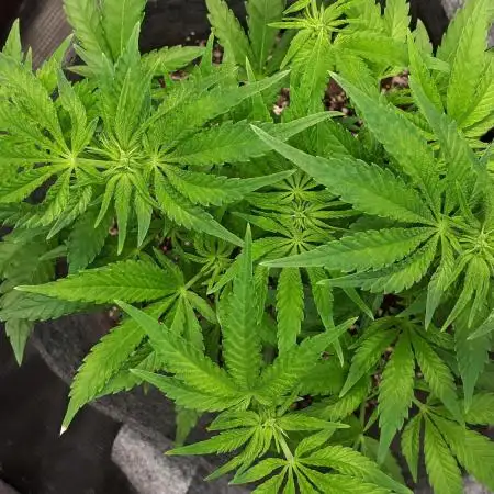 EXOTIC SEEDS MALASANA GELATO