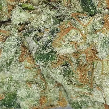 SUPER NATURAL SEEDS GROW