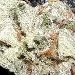 34 street seeds PINK KUSH