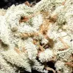 EXOTIC SEEDS MALASANA GELATO