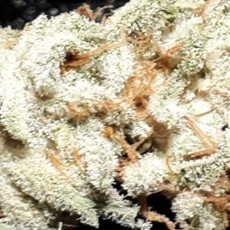 EXOTIC SEEDS MALASANA GELATO