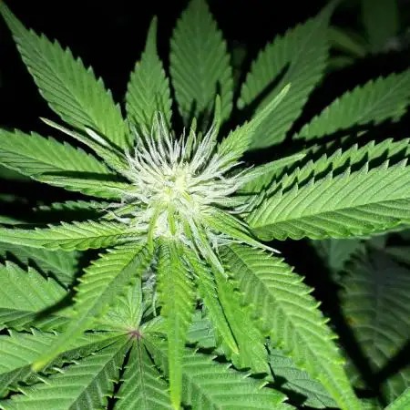 MSNL SEEDS GROW
