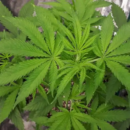 420 FASTBUDS PHOTOPERIODS GROW