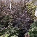 420 FASTBUDS PHOTOPERIODS GROW