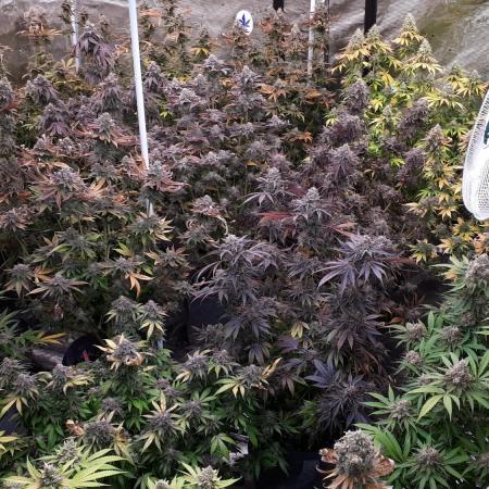 420 FASTBUDS PHOTOPERIODS GROW
