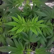 MSNL SEEDS = GRAPE GLACIER