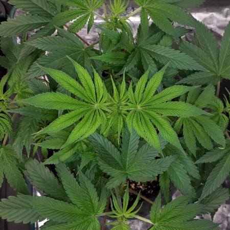 MSNL SEEDS = GRAPE GLACIER