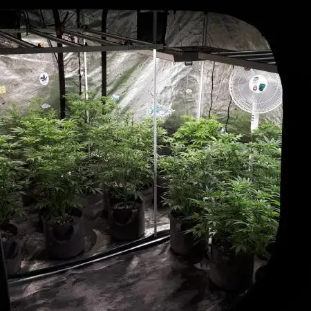 8X8 MANSION (22 PLANT GROW)