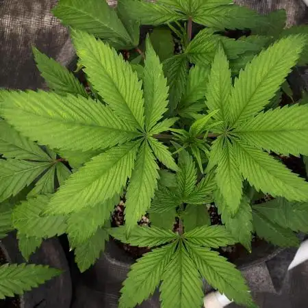 34 street seeds PINK KUSH