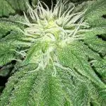 420 FASTBUDS PHOTOPERIODS GROW