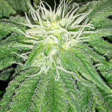 420 FASTBUDS PHOTOPERIODS GROW