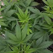 420 FASTBUDS = TROPICANA COOKIES FF
