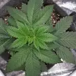 MSNL SEEDS GROW