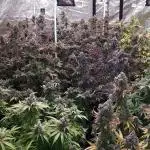 IGM SEEDS. GRAPE OCTANE