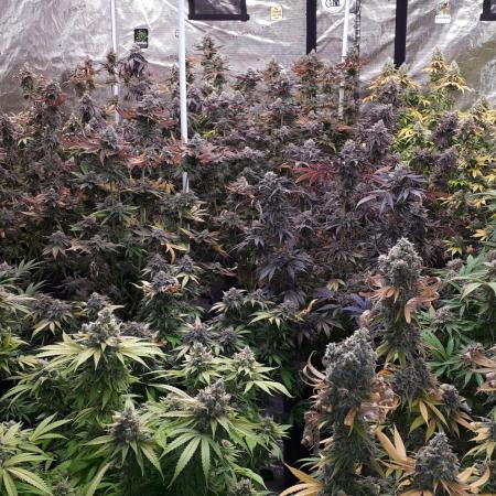 IGM SEEDS. GRAPE OCTANE