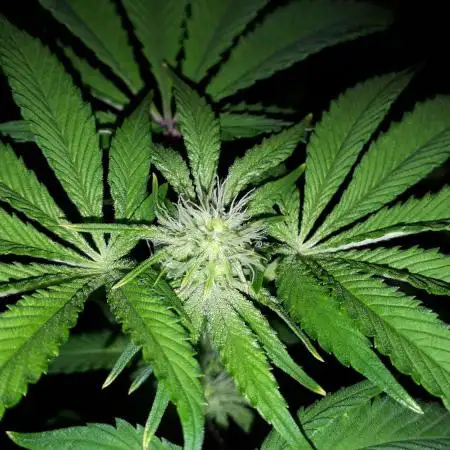 IGM (COLORS BY CULTIVAR)