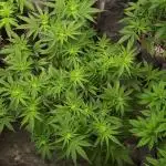 MSNL SEEDS GROW