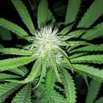IGM SEEDS GROW