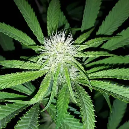 IGM SEEDS GROW