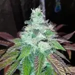 420 FASTBUDS PHOTOPERIODS GROW