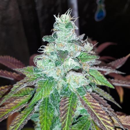 420 FASTBUDS PHOTOPERIODS GROW