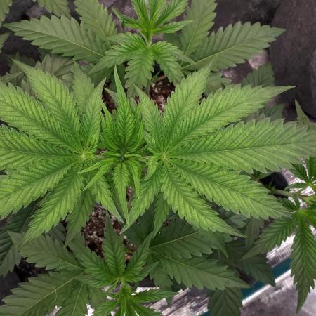 Seedsman seeds peyote wifi CBD