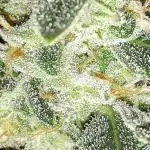 IGM SEEDS. GRAPE OCTANE