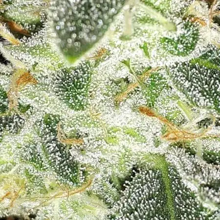 IGM SEEDS. GRAPE OCTANE