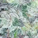 420 FASTBUDS PHOTOPERIODS GROW