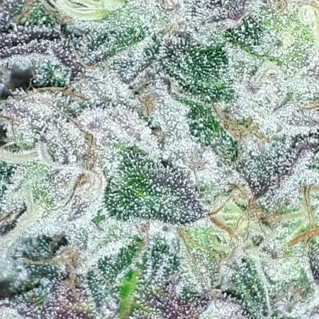 420 FASTBUDS PHOTOPERIODS GROW