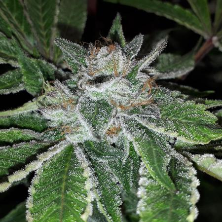 34 street seeds PINK KUSH