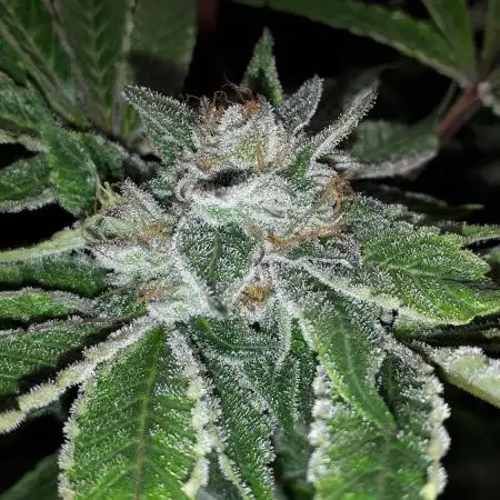 34 street seeds PINK KUSH