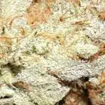 IGM SEEDS. GRAPE OCTANE