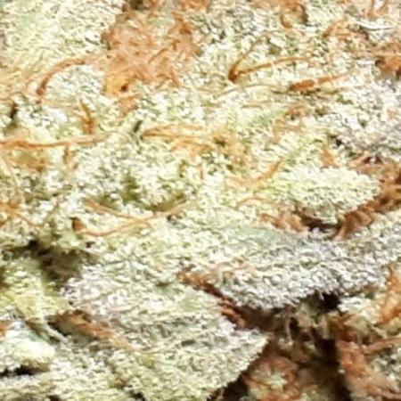 IGM SEEDS. GRAPE OCTANE