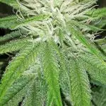 Seedsman seeds peyote wifi CBD