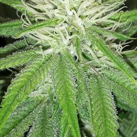 Seedsman seeds peyote wifi CBD
