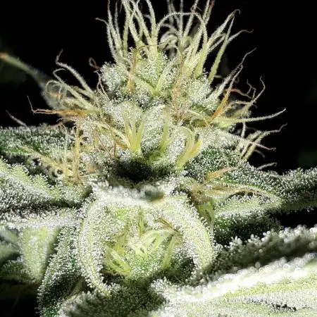 IGM GROW (PHYLOS)