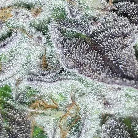 IGM (COLORS BY CULTIVAR)